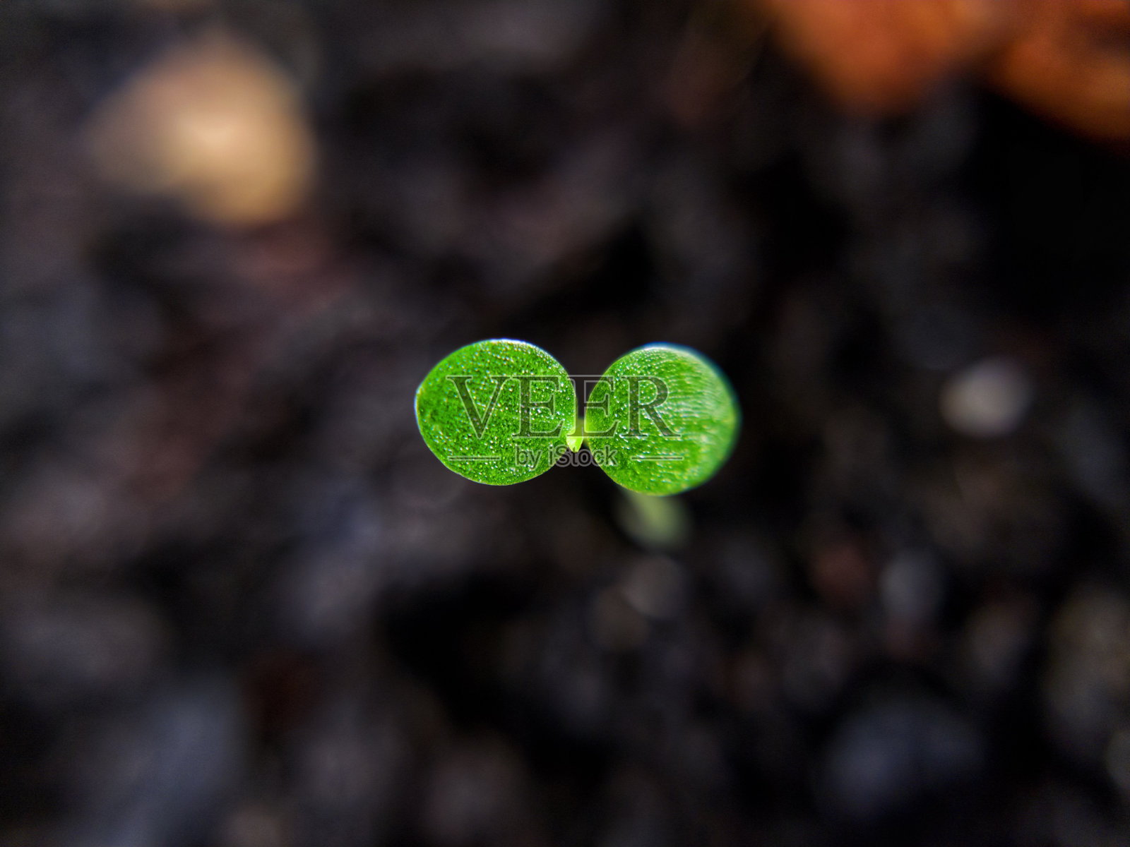 幼小的幼树在黑色的霉菌上，选择聚焦在叶子上照片摄影图片