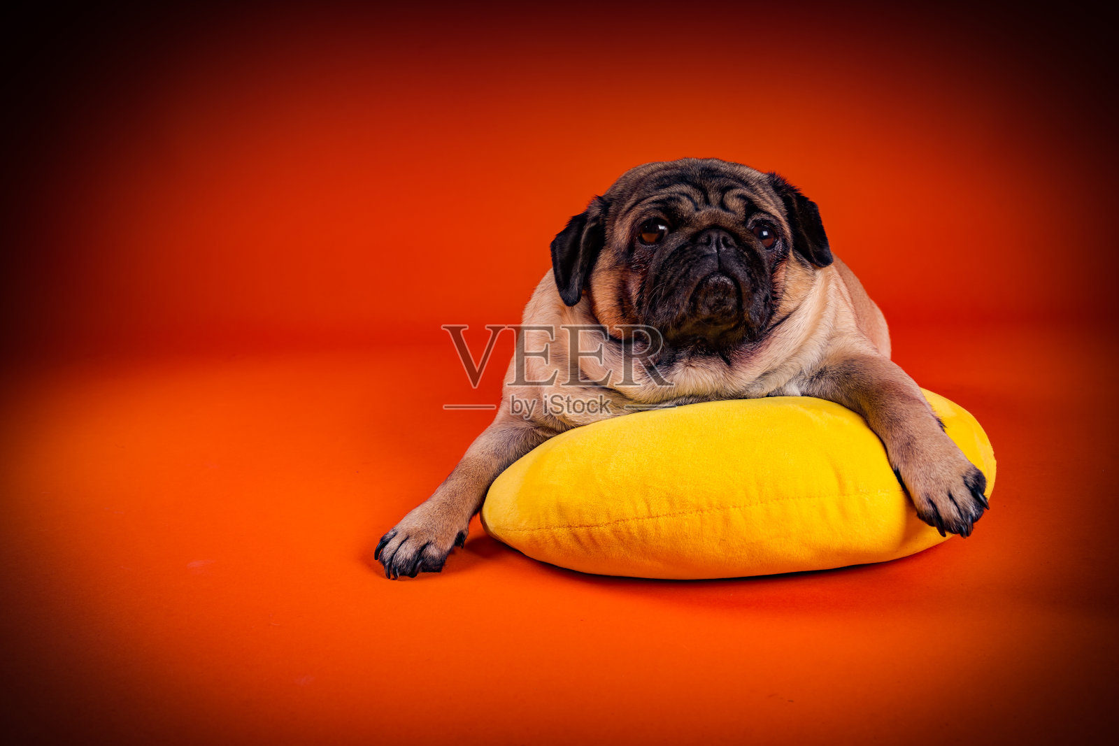 漂亮的哈巴狗躺在黄色的枕头上。可爱的狗在橙色的背景下休息照片摄影图片