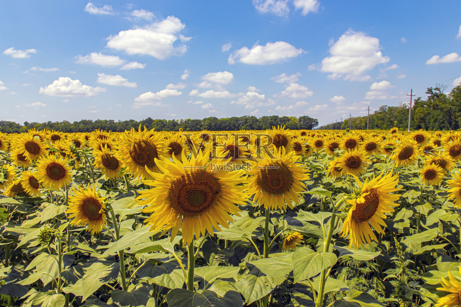 美丽的向日葵在田野自然的背景下，盛开的向日葵以太阳的形式映衬着蓝天。照片摄影图片