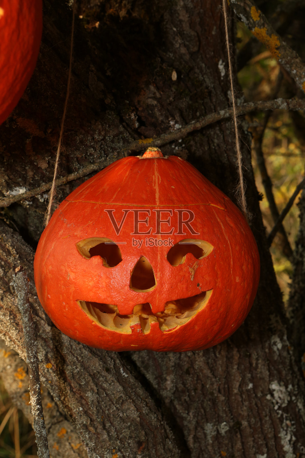 万圣节的庆祝活动:树上的南瓜灯。万圣节装饰用南瓜。节日装饰。恐惧。万圣节微笑的鬼火。万圣节的气氛,聚会。十月。令人毛骨悚然的鬼火照片摄影图片
