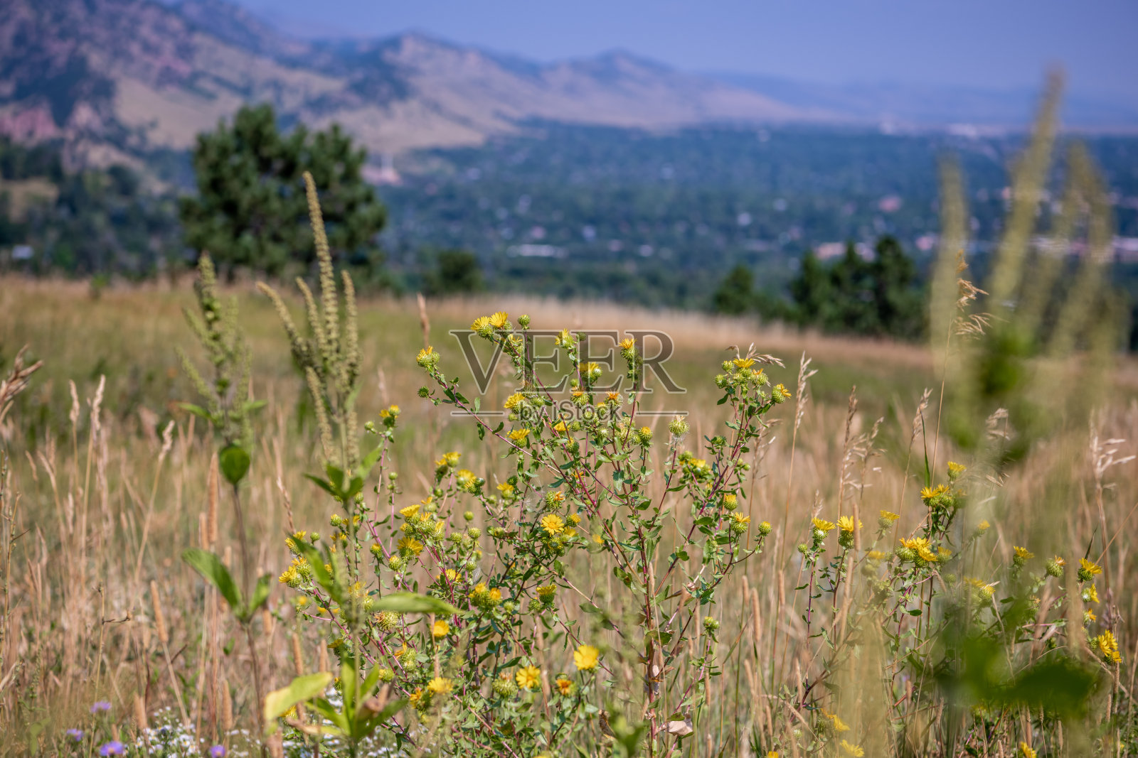 关注野花和博尔德城市景观照片摄影图片
