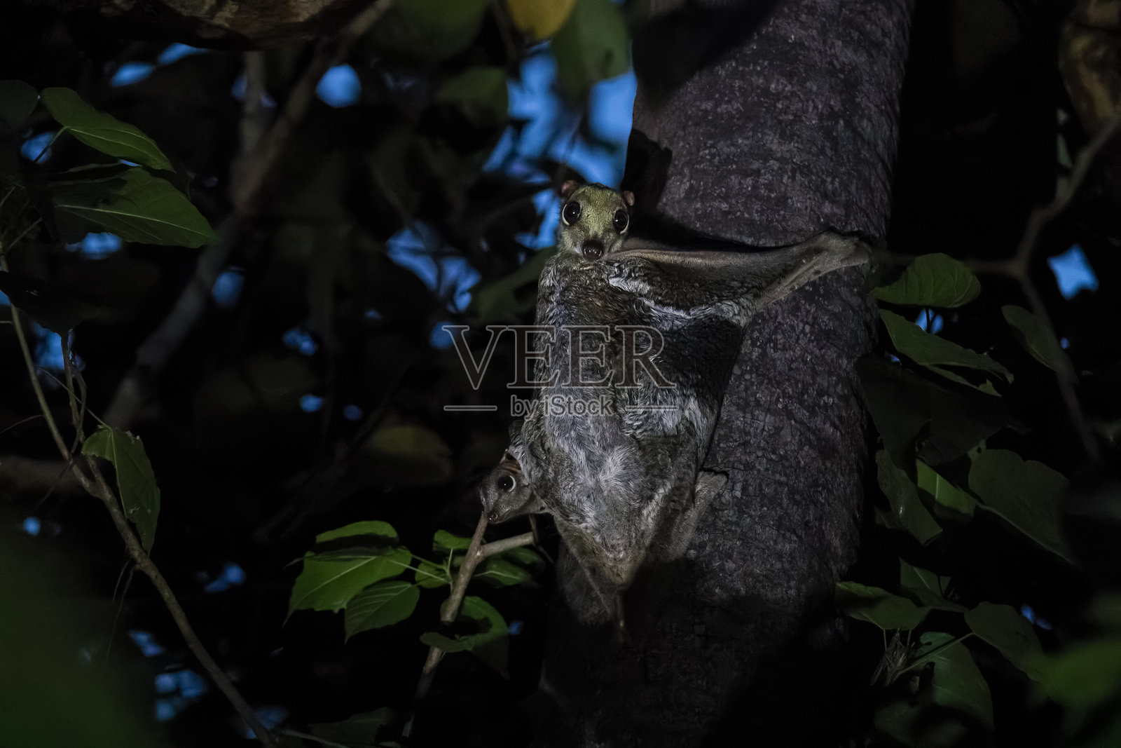 巽他飞行狐猴照片摄影图片