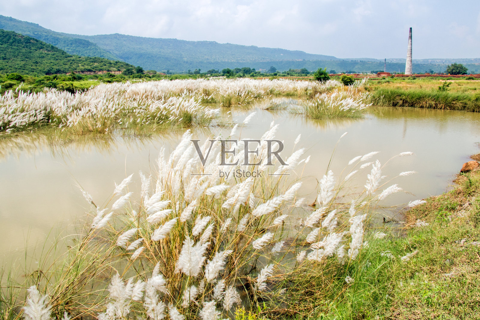 印度农村的卡什花照片摄影图片
