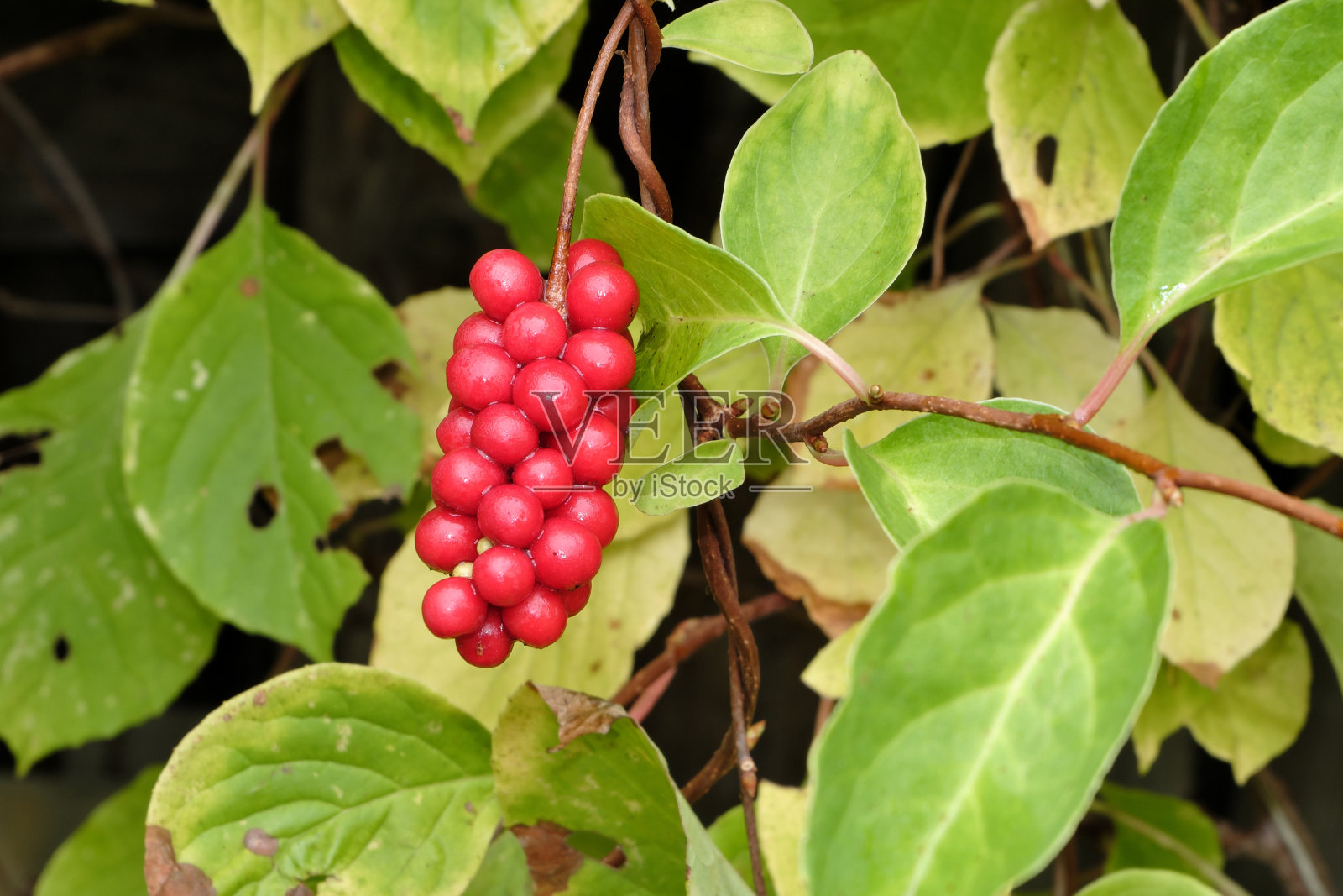 五味子属。一串串成熟的浆果，远东的红色柠檬草，在藤本植物和叶子之间，雨后潮湿照片摄影图片