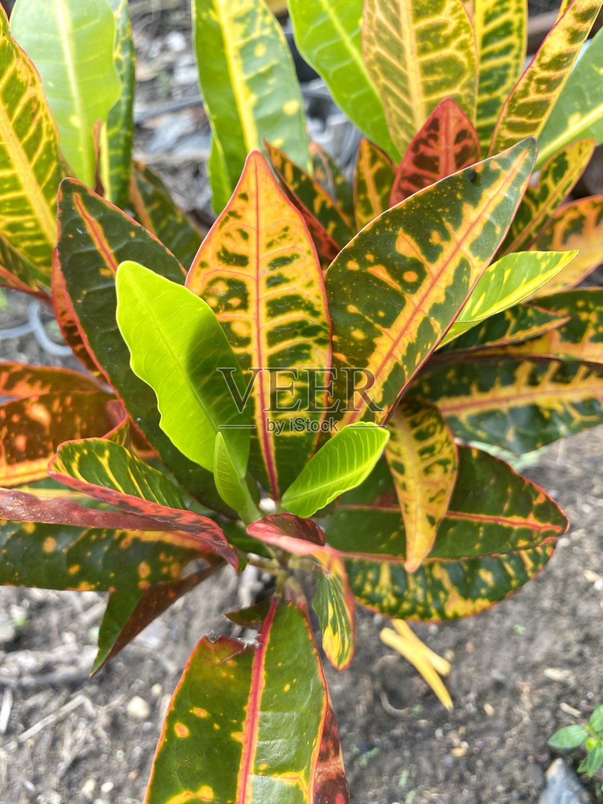 自然花园中的巴豆植物照片摄影图片