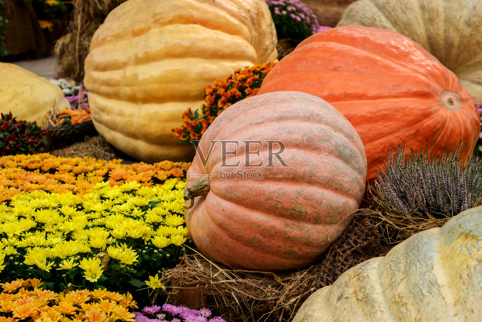在秋天的农贸市场收获了五颜六色的大南瓜照片摄影图片