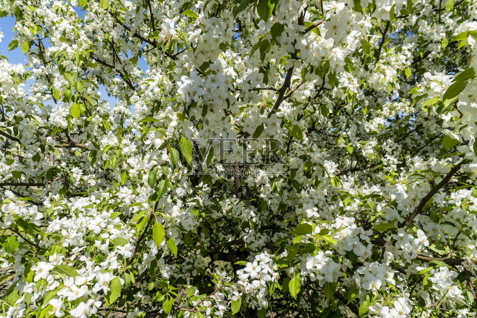 春天花园里的苹果树上开着白色的花照片摄影图片