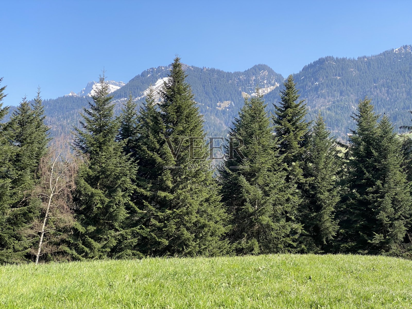 瑞士(瑞士)亚高山混交林和各种树木在瑞士皮拉图斯山脉的山坡上，施瓦岑贝格路-卢塞恩州(坎顿卢塞恩)的瑞士(瑞士)照片摄影图片