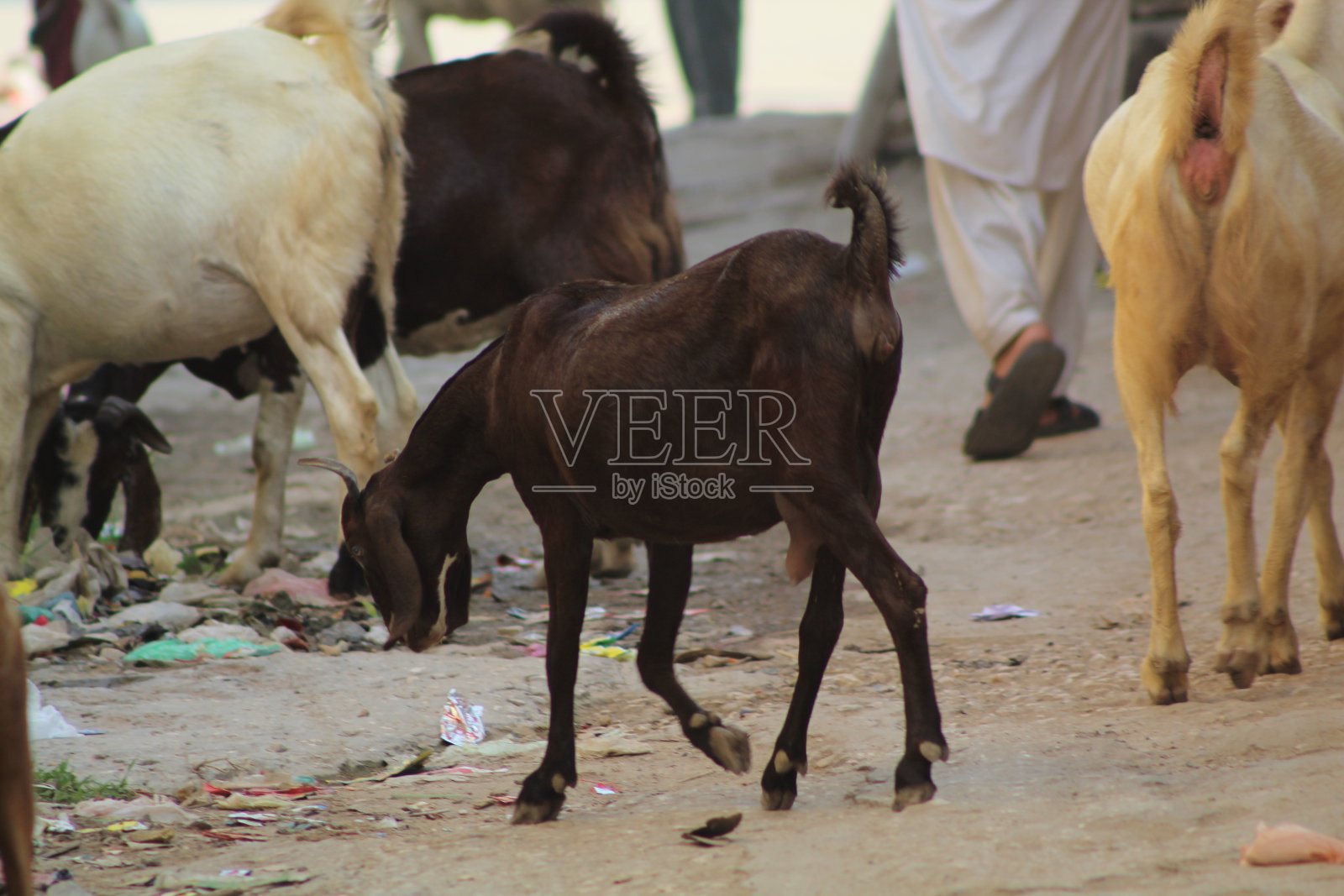 在街上走的时候从地上吃的哺乳动物照片摄影图片