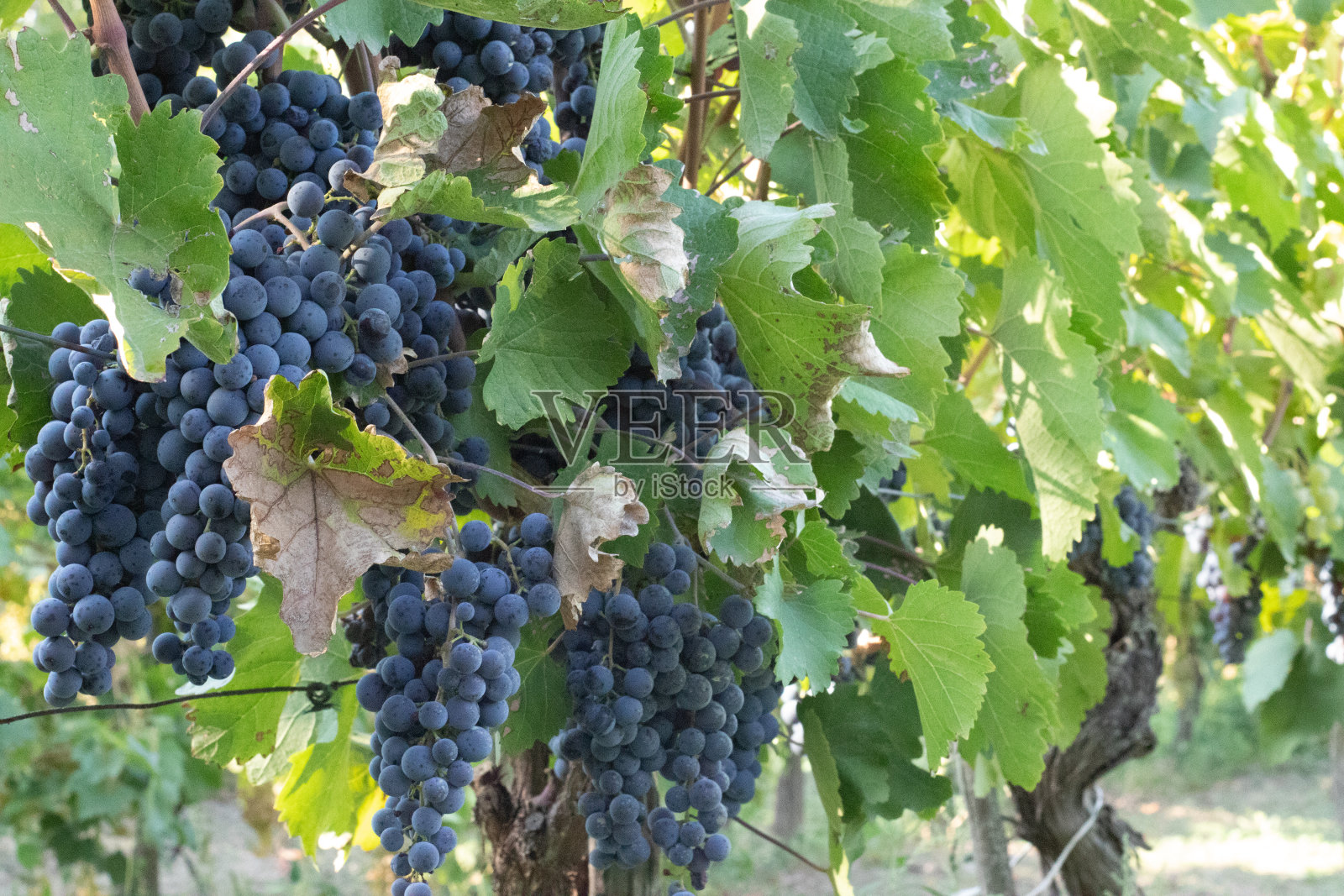 他们为风景照片增添了一种质朴之美照片摄影图片