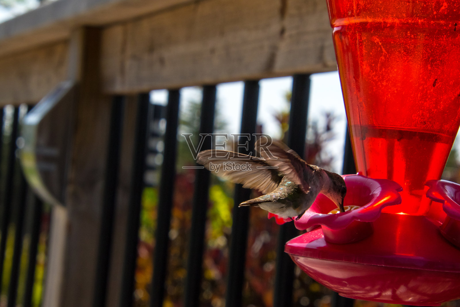 安娜的蜂鸟照片摄影图片