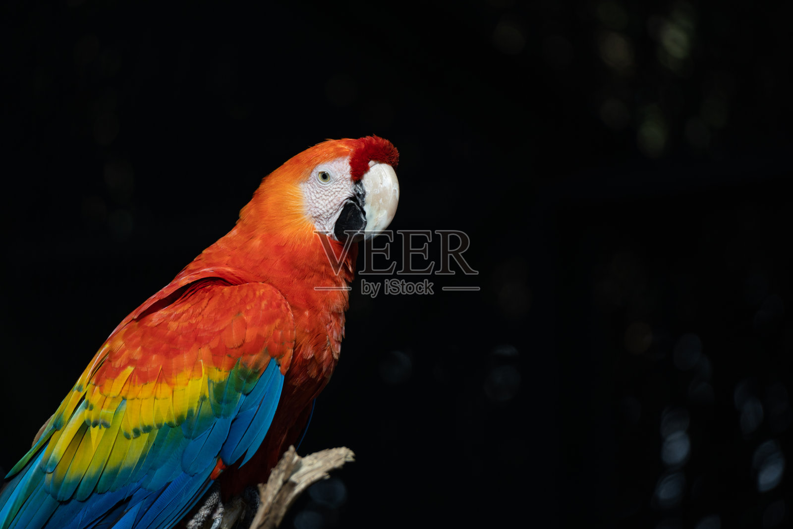 蓝色，黄色和红色的鹦鹉照片摄影图片