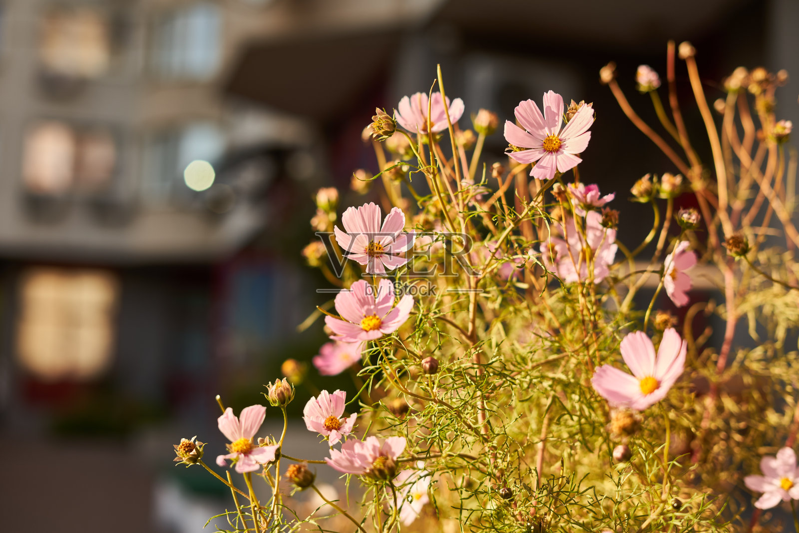 去年夏天阳光下的花朵照片摄影图片