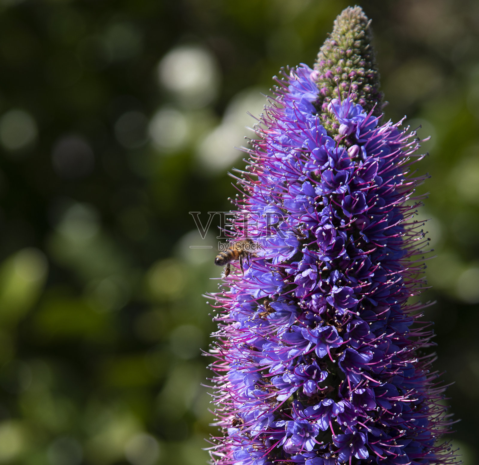 紫色蝴蝶丛与蜜蜂昆虫照片摄影图片