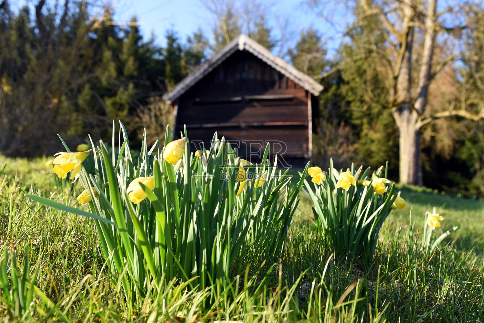 水仙花照片摄影图片