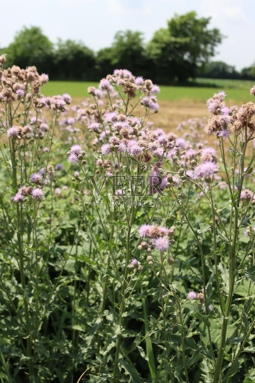 爬满粉红色的蓟花。Cirsium arvense照片摄影图片