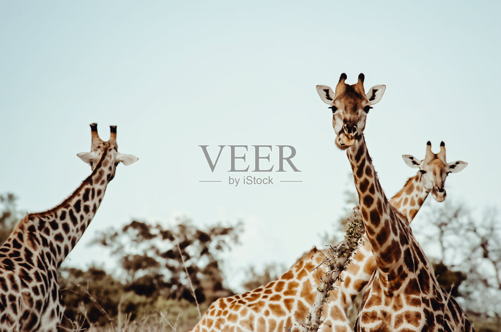 博茨瓦纳大草原上的三只长颈鹿照片摄影图片