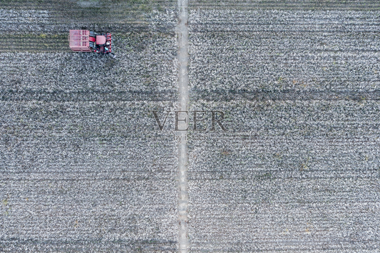 棉花收获机工作照片摄影图片