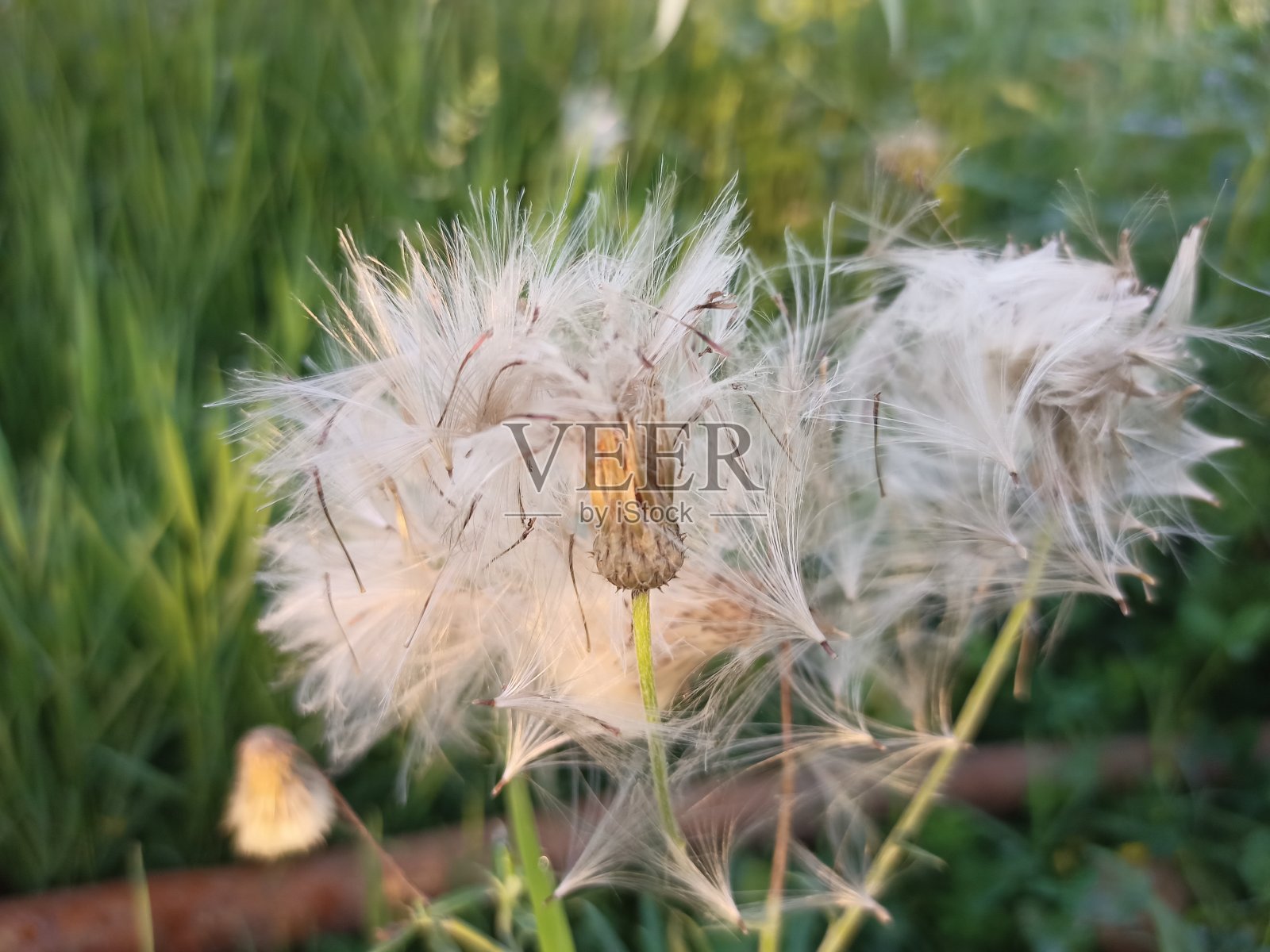 刺蓟，牛蓟，或普通蓟，照片摄影图片