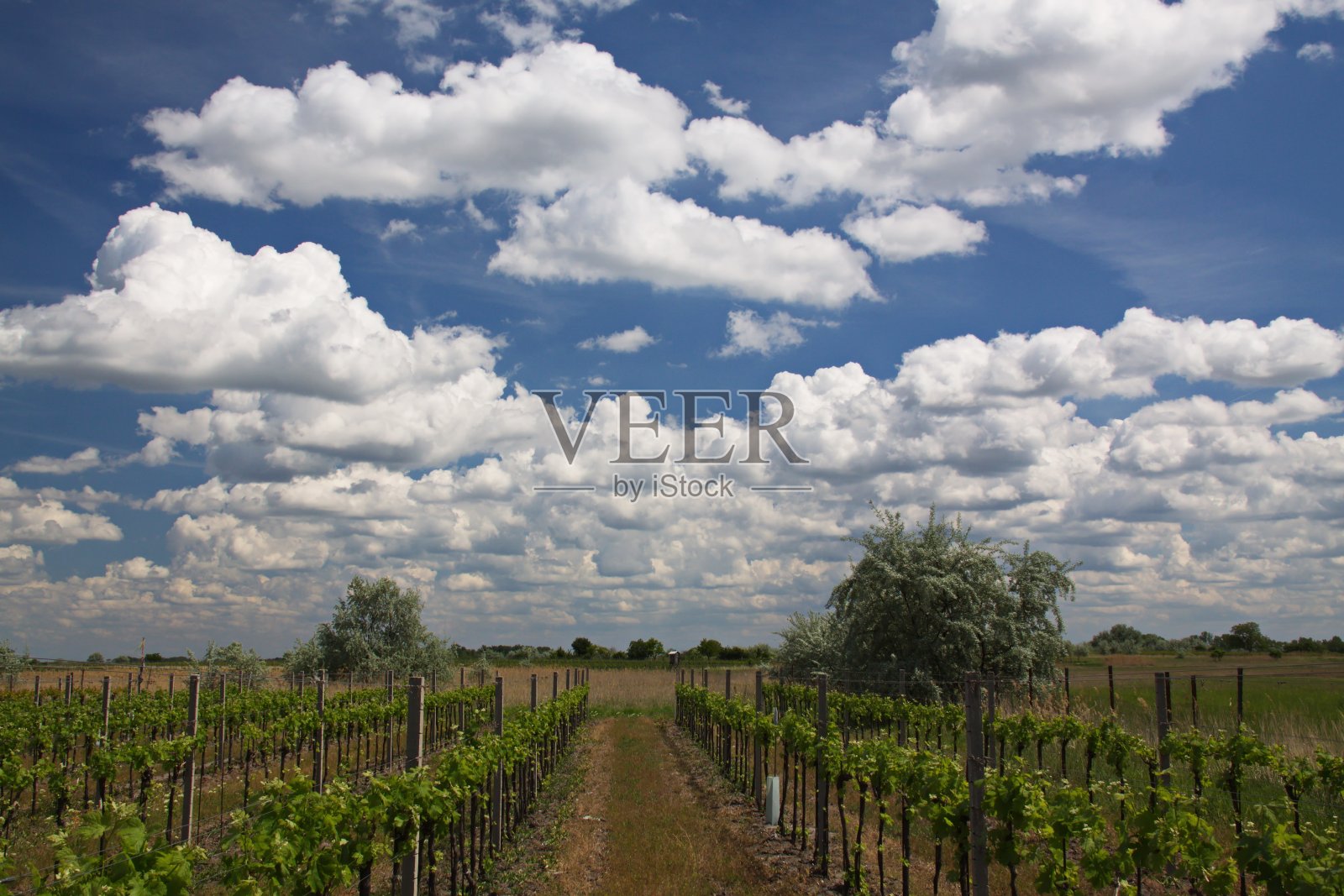 葡萄园在伊尔米茨在Burgenland，奥地利，欧洲照片摄影图片
