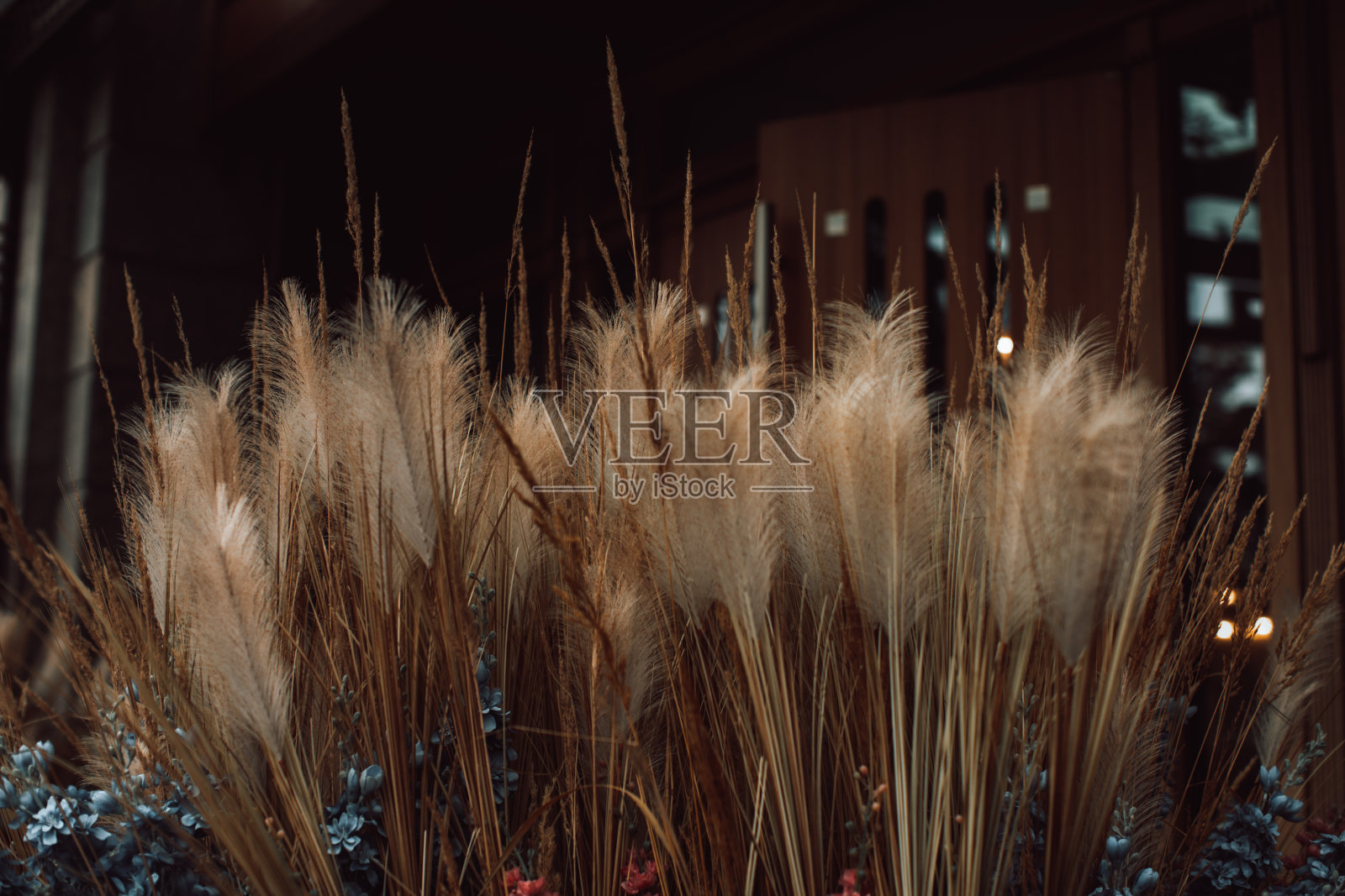 秋天金黄干燥的植物。自然有机秋季背景。收获的时候。照片摄影图片