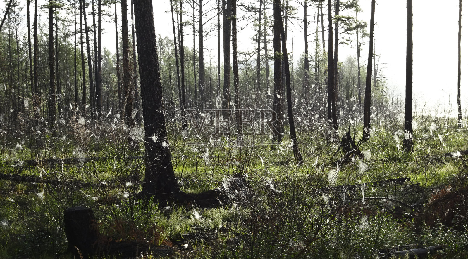 黎明时分，野生森林里结满了蜘蛛网。针叶林,西伯利亚,俄罗斯。照片摄影图片