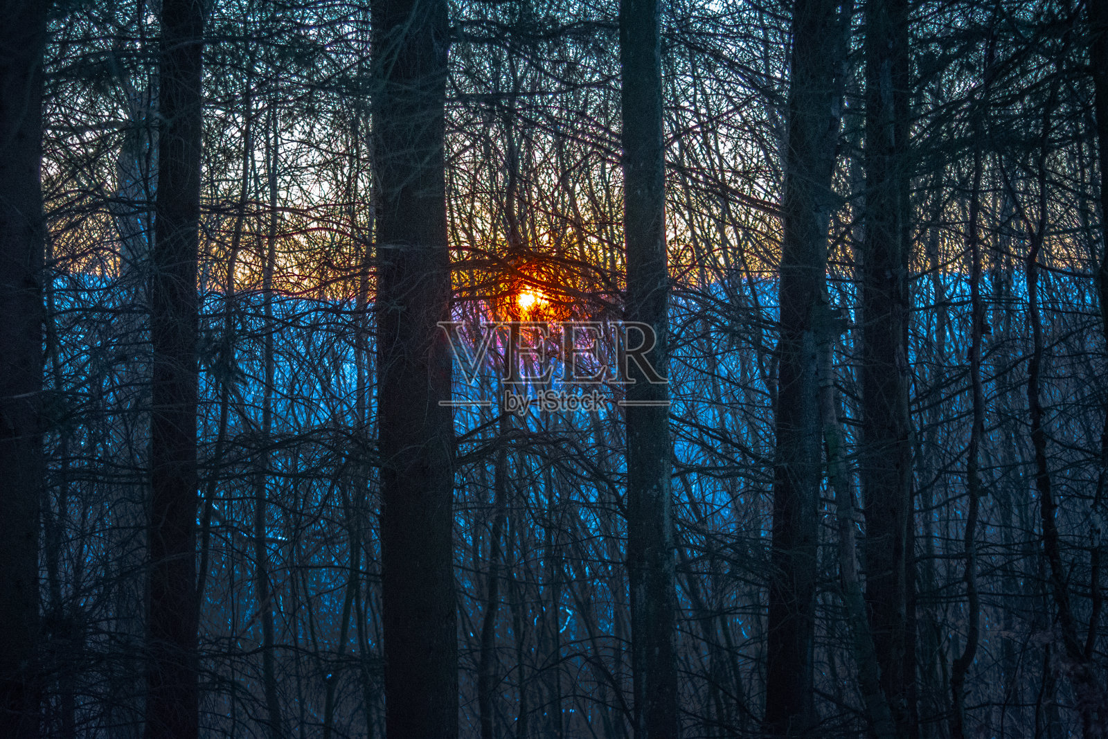 森林里的日出与黑暗的树木剪影照片摄影图片