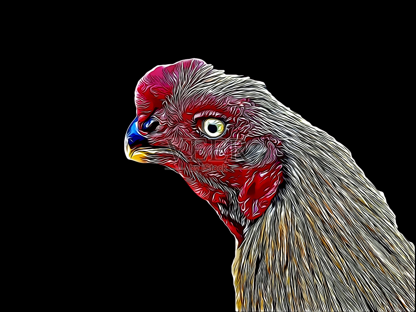 美丽的插图公鸡孤立在纯黑色的背景设计元素图片