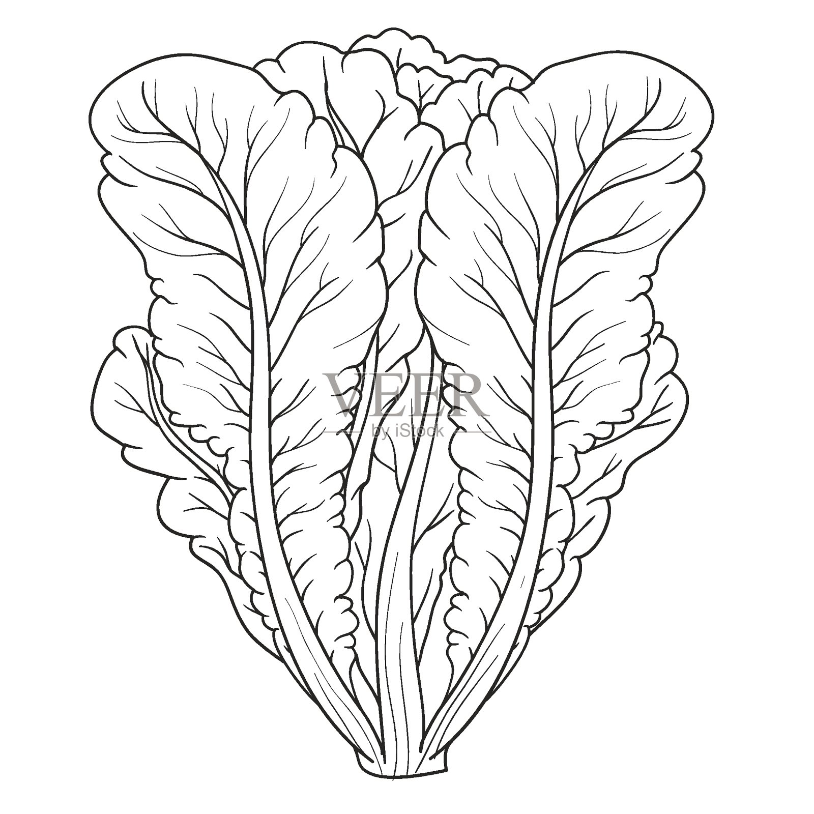 生菜叶素描，涂色书，卡通插图，白色背景上的孤立物体，矢量，插画图片素材