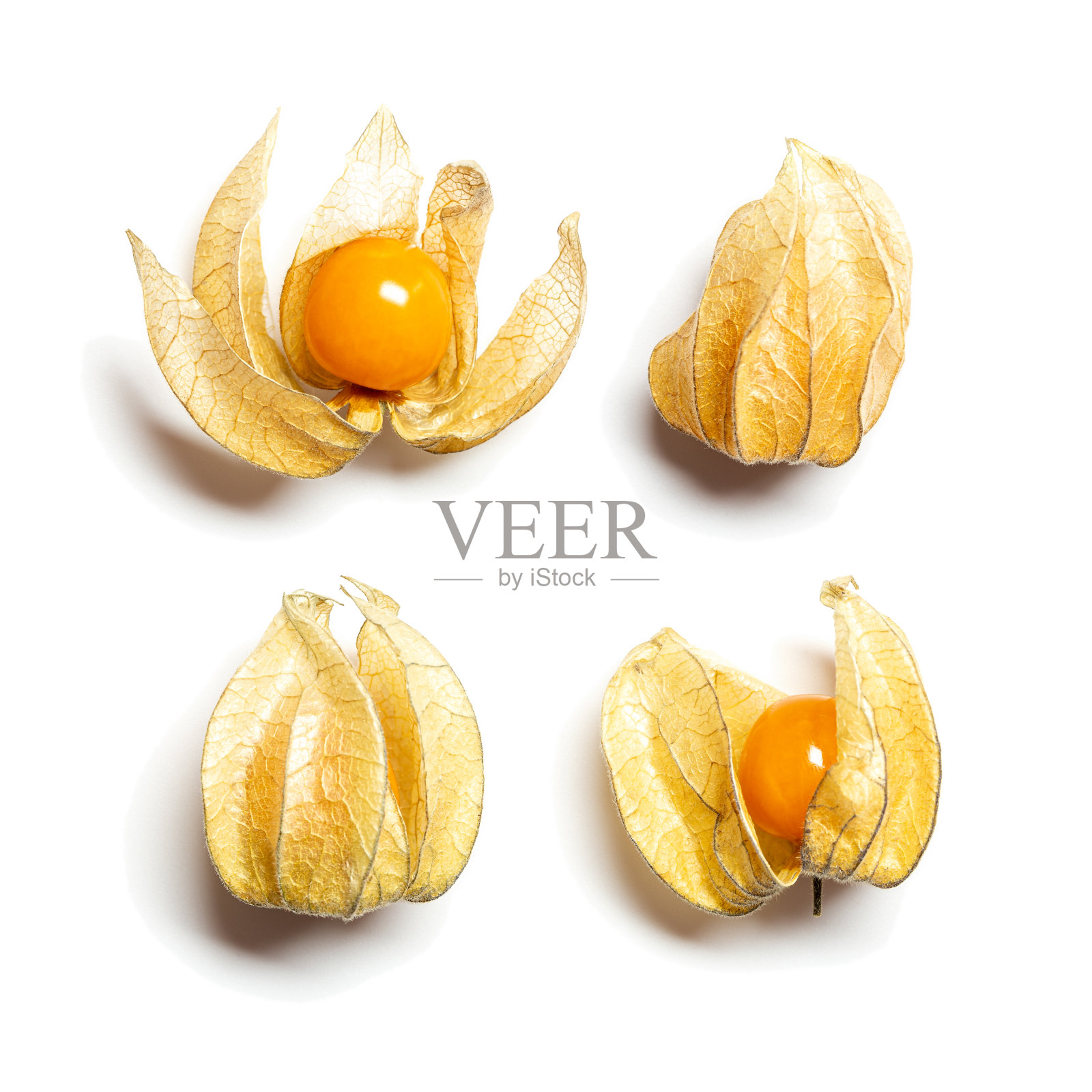 收集的酸浆浆果或在白色背景上分离的金色浆果。酸浆属水果食物照片摄影图片