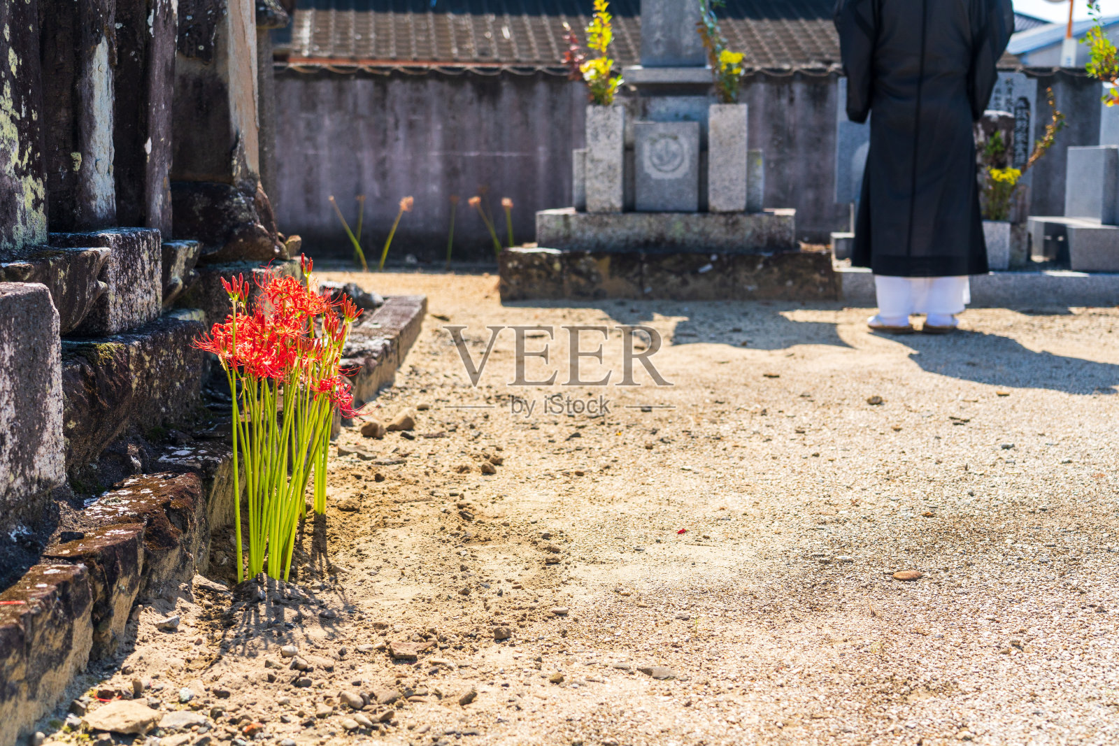 一个僧侣在一丛孤挺花前祈祷照片摄影图片