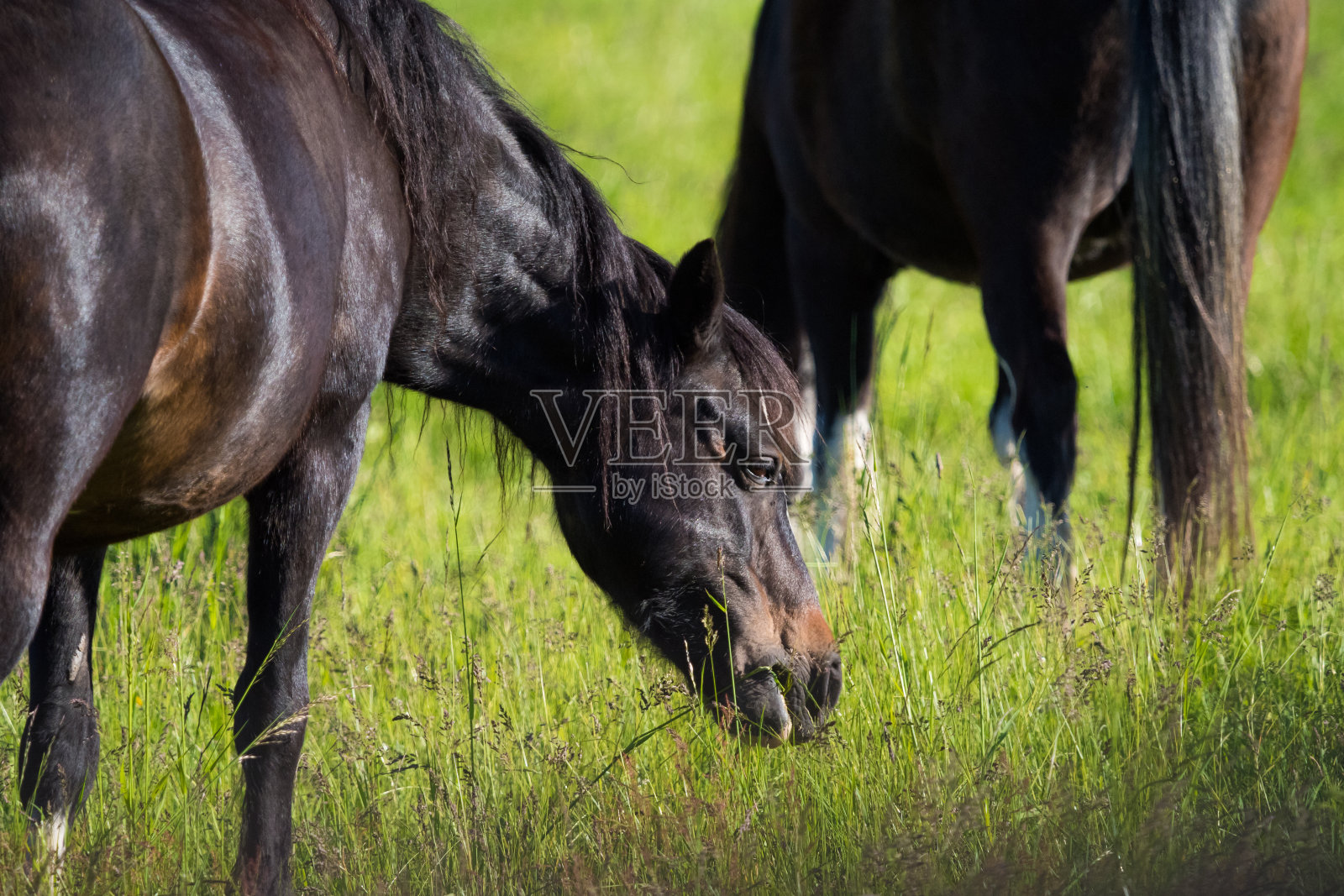 萨尔州的春天，一匹马在草地上吃草照片摄影图片
