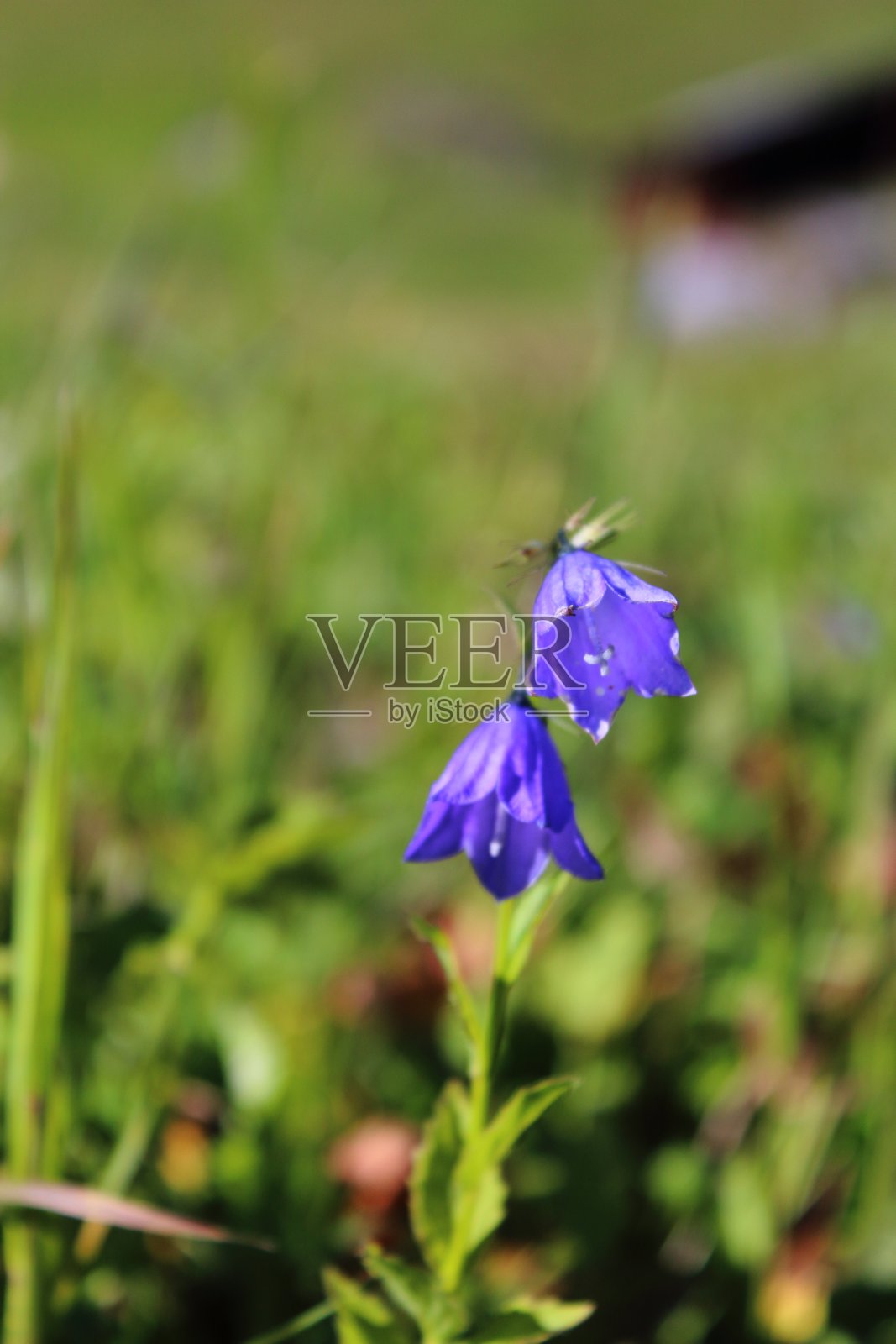 花照片摄影图片