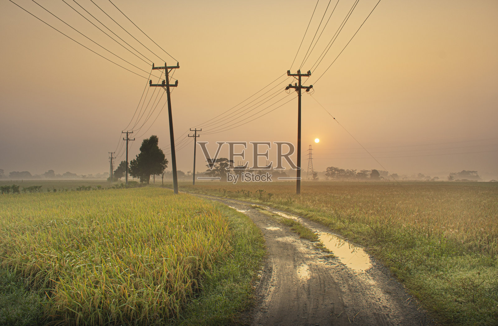 上午Ricefield照片摄影图片