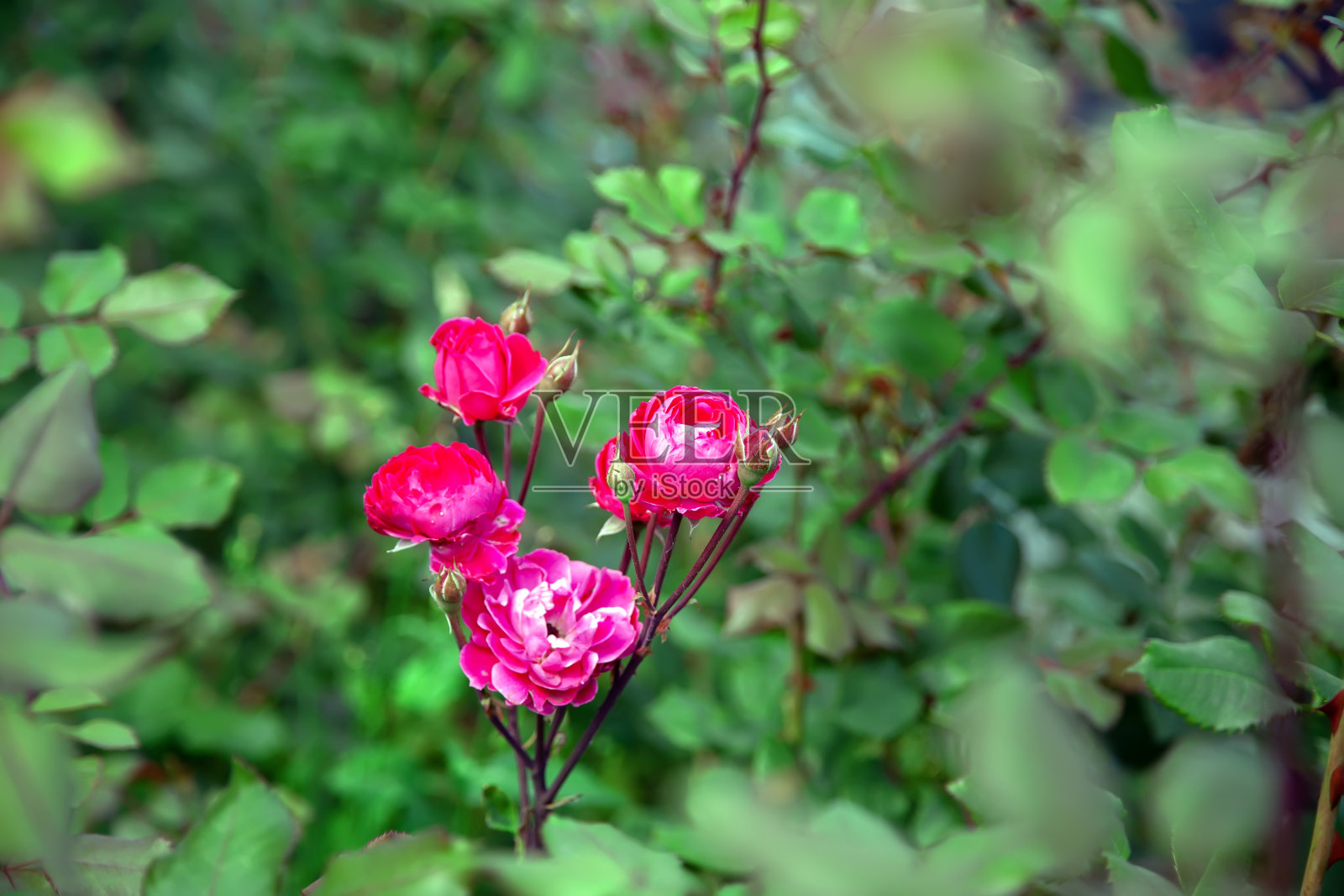 亮粉色玫瑰花照片摄影图片
