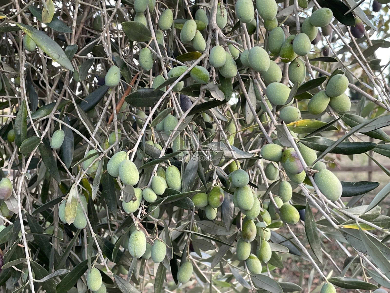 意大利罗马橄榄植物上的橄榄果实照片摄影图片