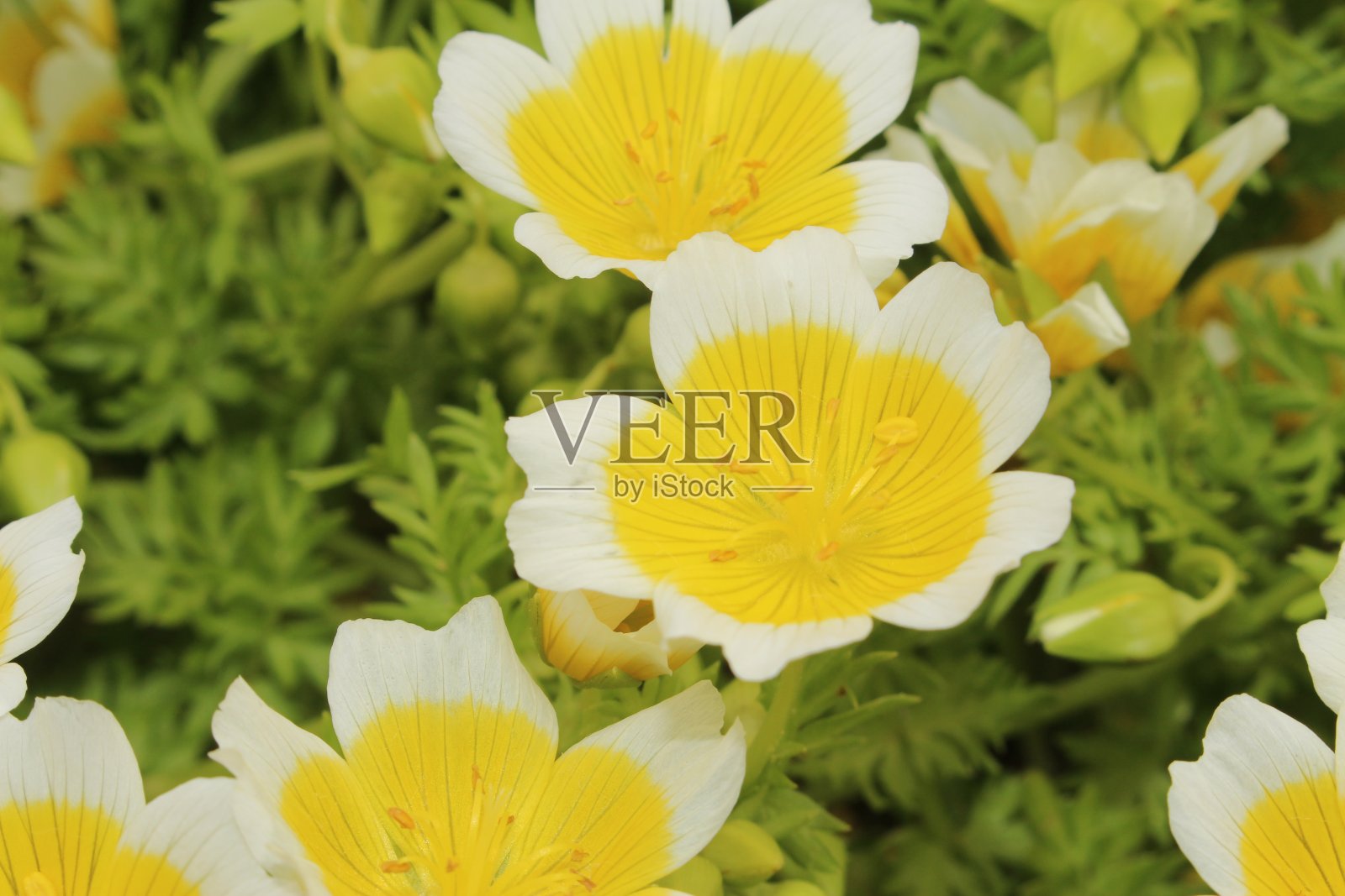 "道格拉斯的草甸泡沫" 花 - 道格拉斯 · 林南特斯照片摄影图片