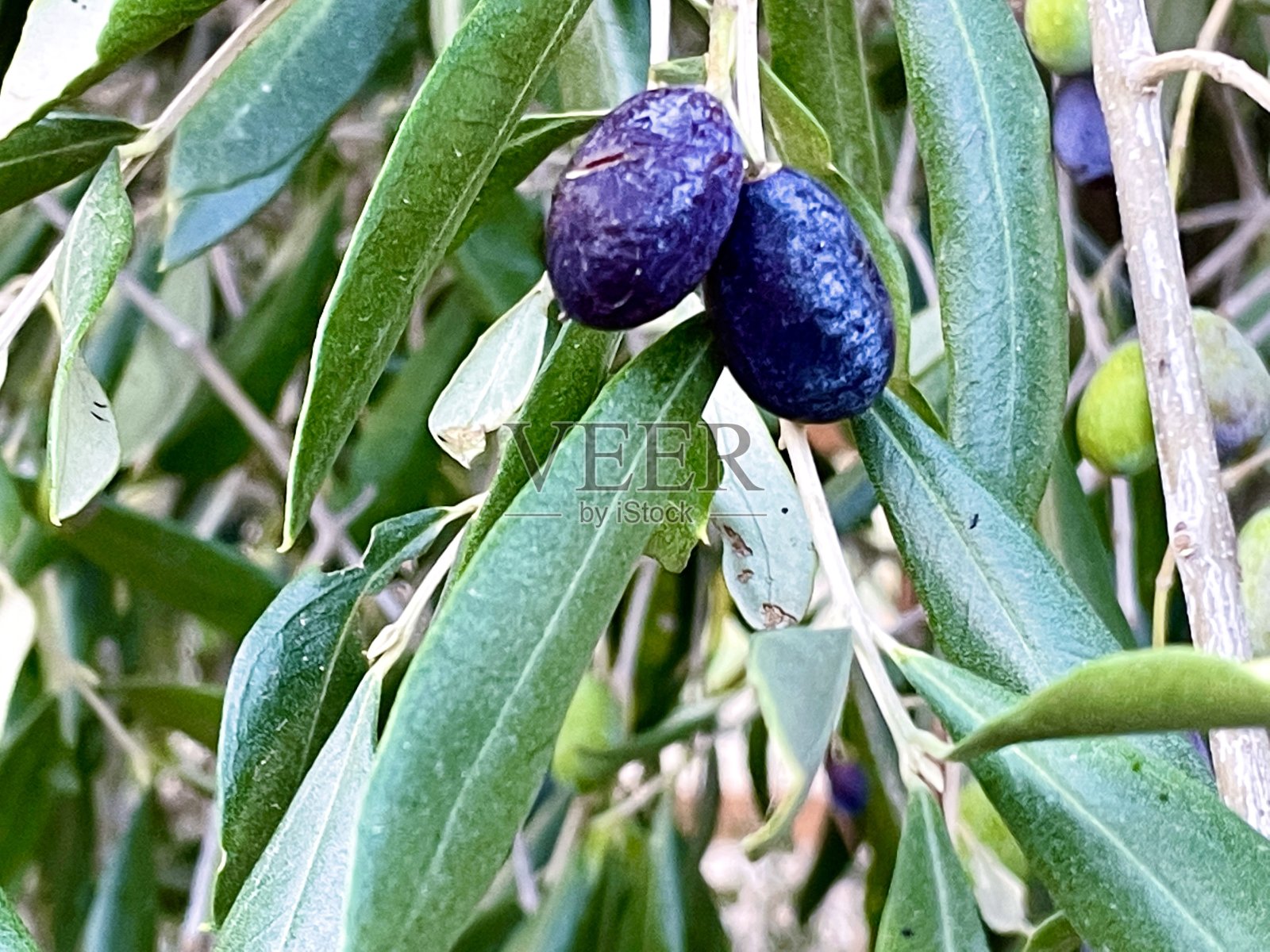 橄榄果在橄榄果园的橄榄植株上的成熟橄榄果照片摄影图片