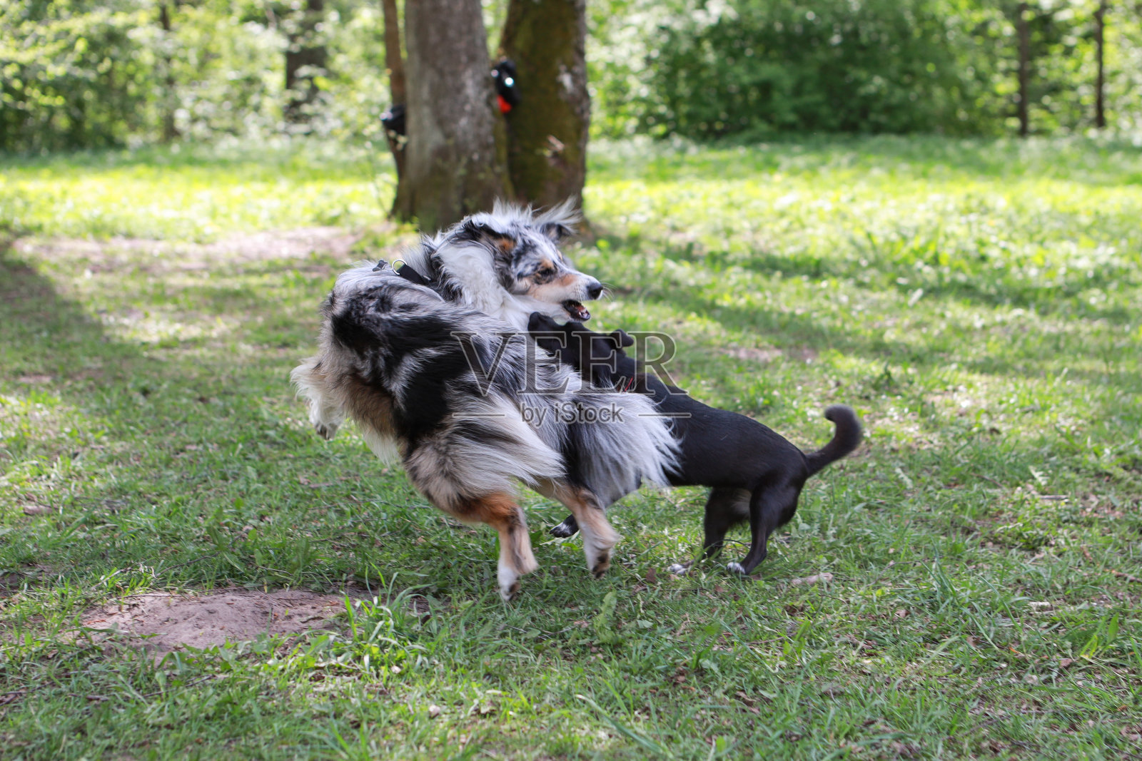 两只小狗在公园里玩。照片摄影图片