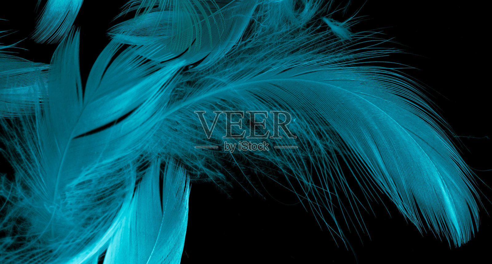 蓝色的鸟羽毛在黑色孤立的背景上照片摄影图片