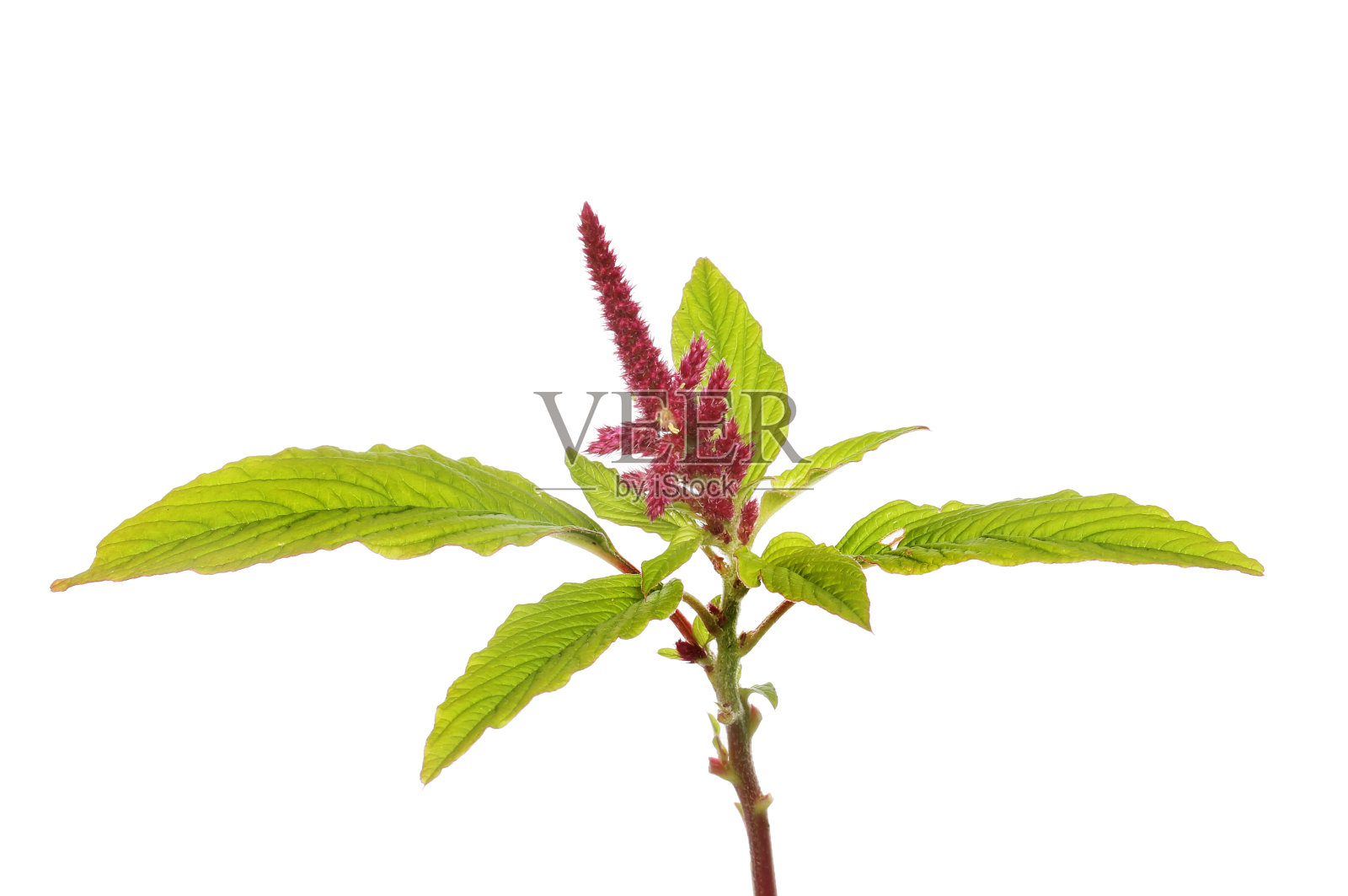 苋属植物照片摄影图片