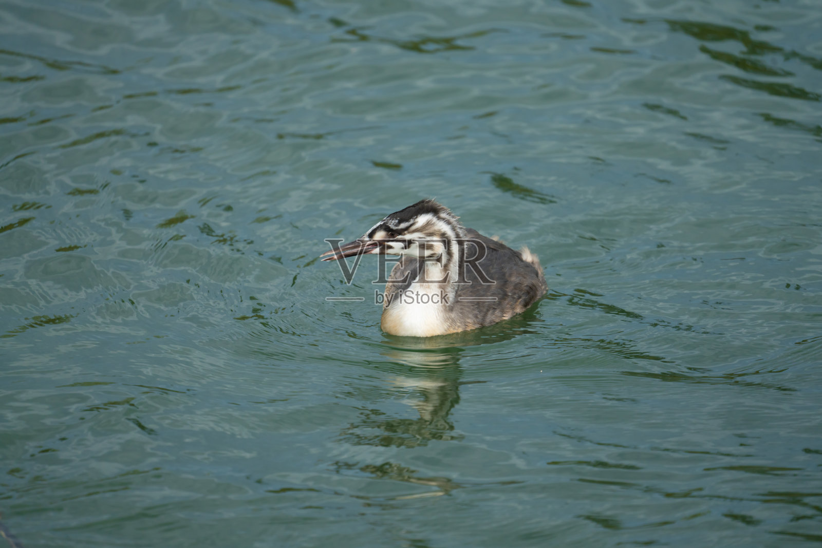 在瑞士的赫登(施维兹)和拉伯斯维尔(圣加伦)之间的上苏黎世湖(欧伯湖)上的一只幼冠鸊鸱照片摄影图片