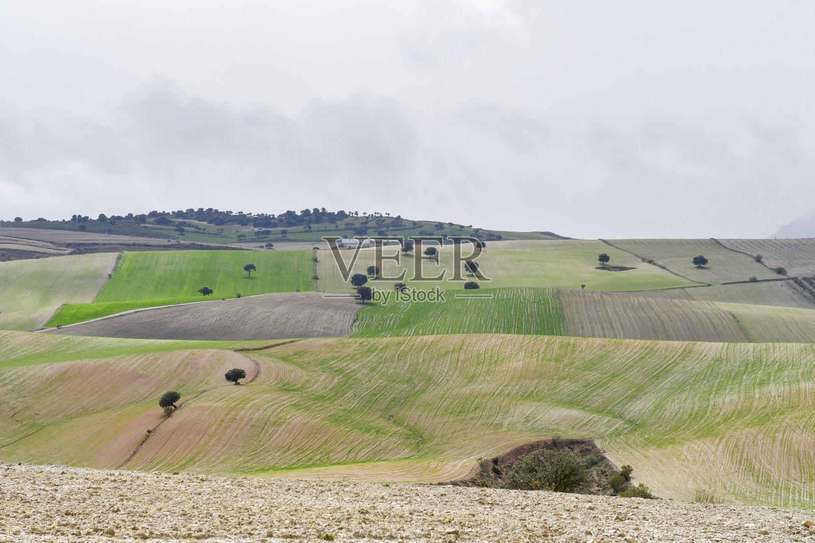干燥的田野和牧场，孤零零的树木。照片摄影图片