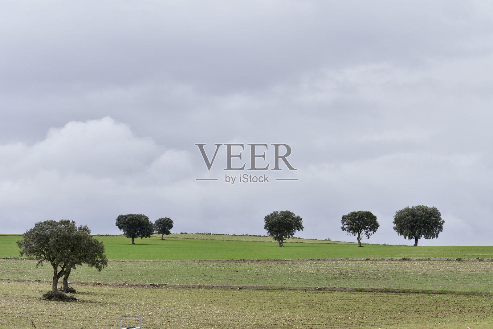 干燥的田野和牧场，孤零零的树木。照片摄影图片