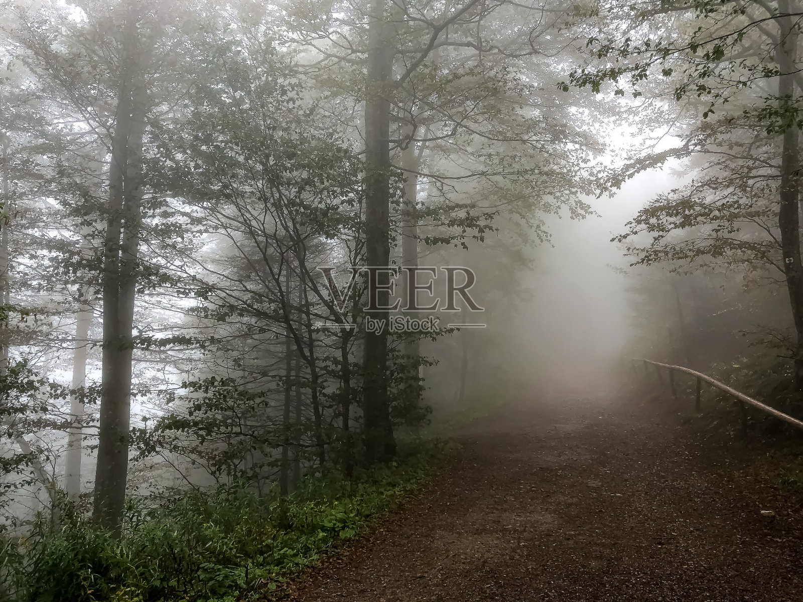 在浓雾中穿过德国黑森林的小路。照片摄影图片