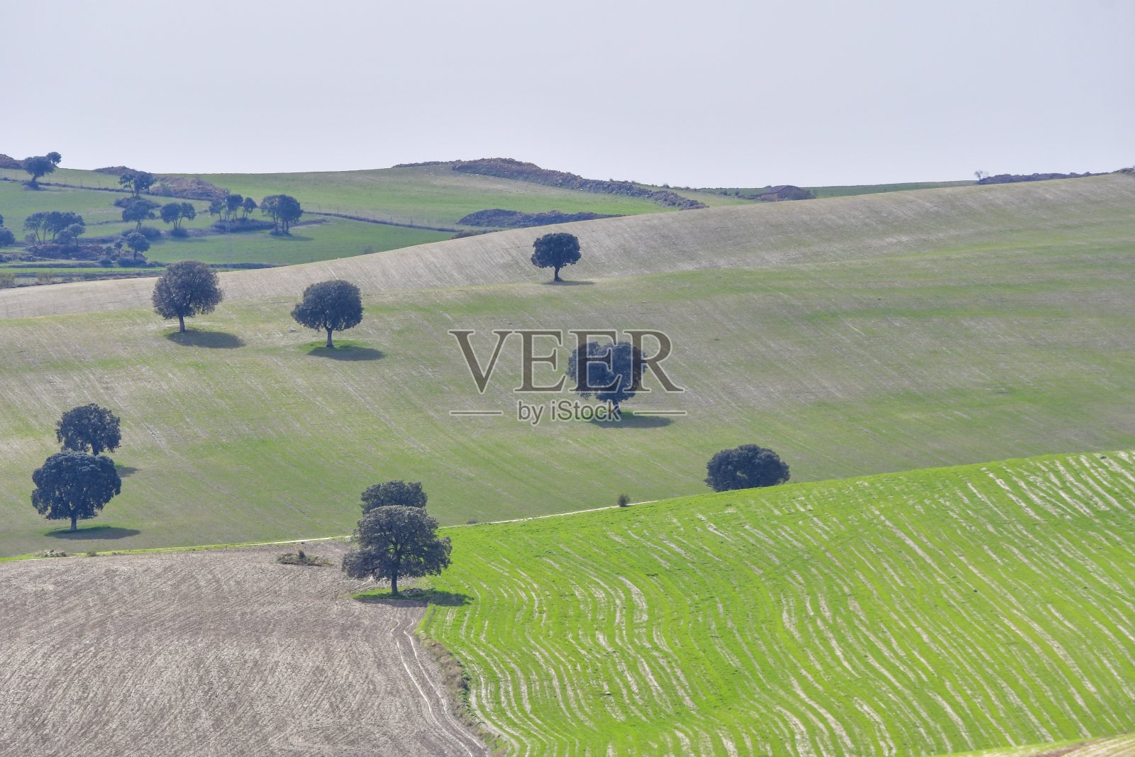 干燥的田野和牧场，孤零零的树木。照片摄影图片