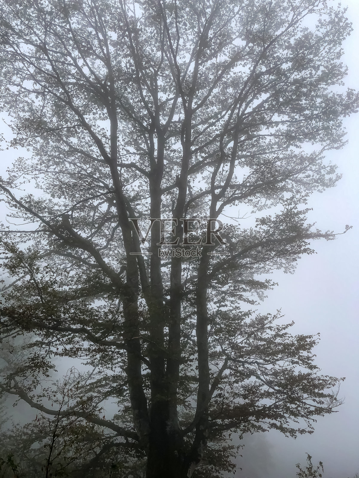 浓雾笼罩的德国黑森林。照片摄影图片