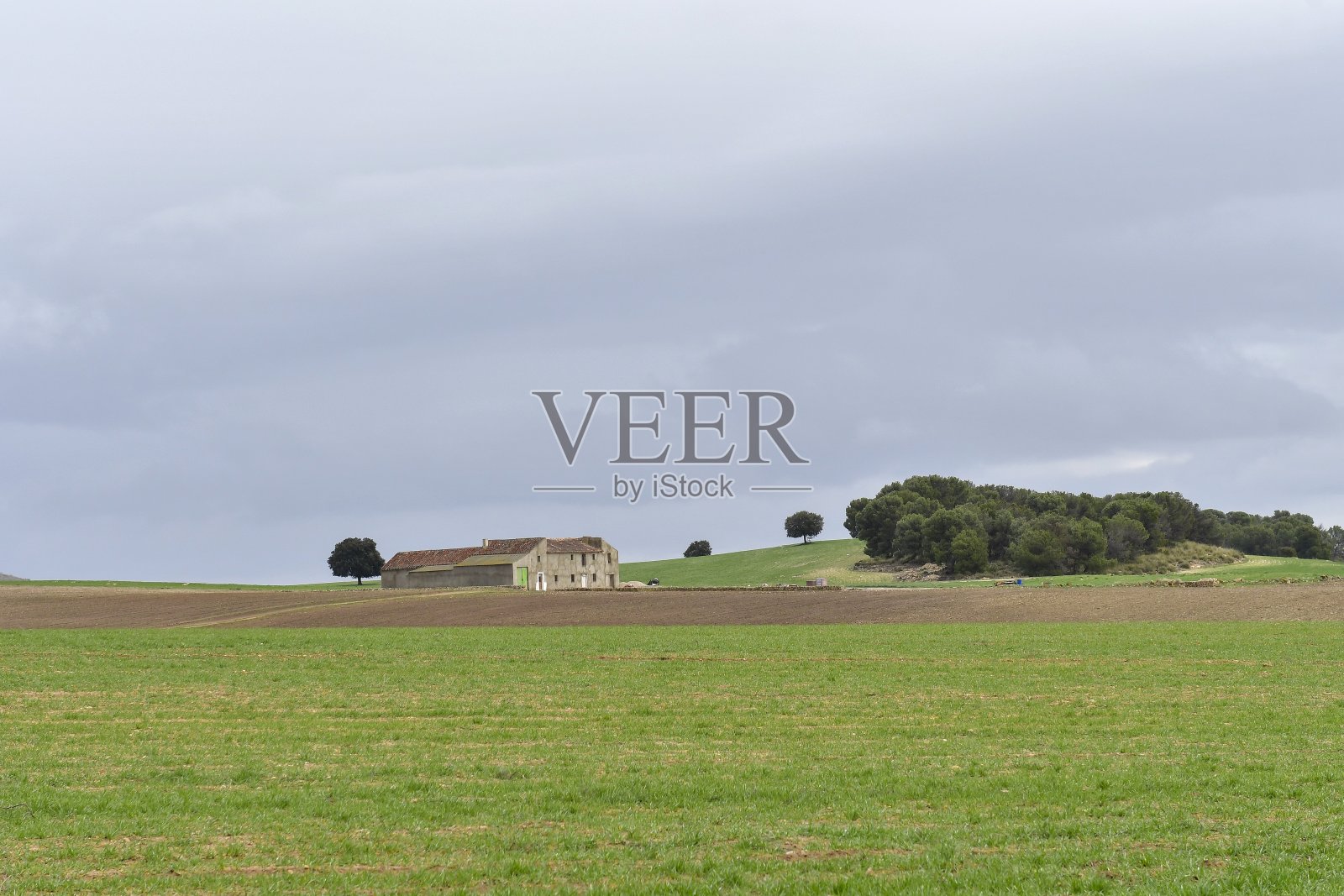 干燥的田野和牧场，孤零零的树木。照片摄影图片