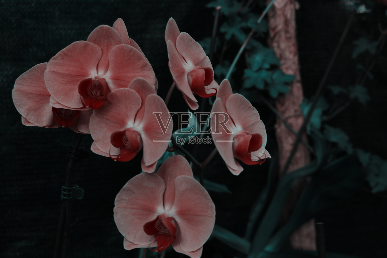 粉红色蝴蝶兰或飞蛾石斛兰花在夏季或春季热带花园花的背景。有选择性的重点。农业创意概念设计，复制空间加文字。照片摄影图片