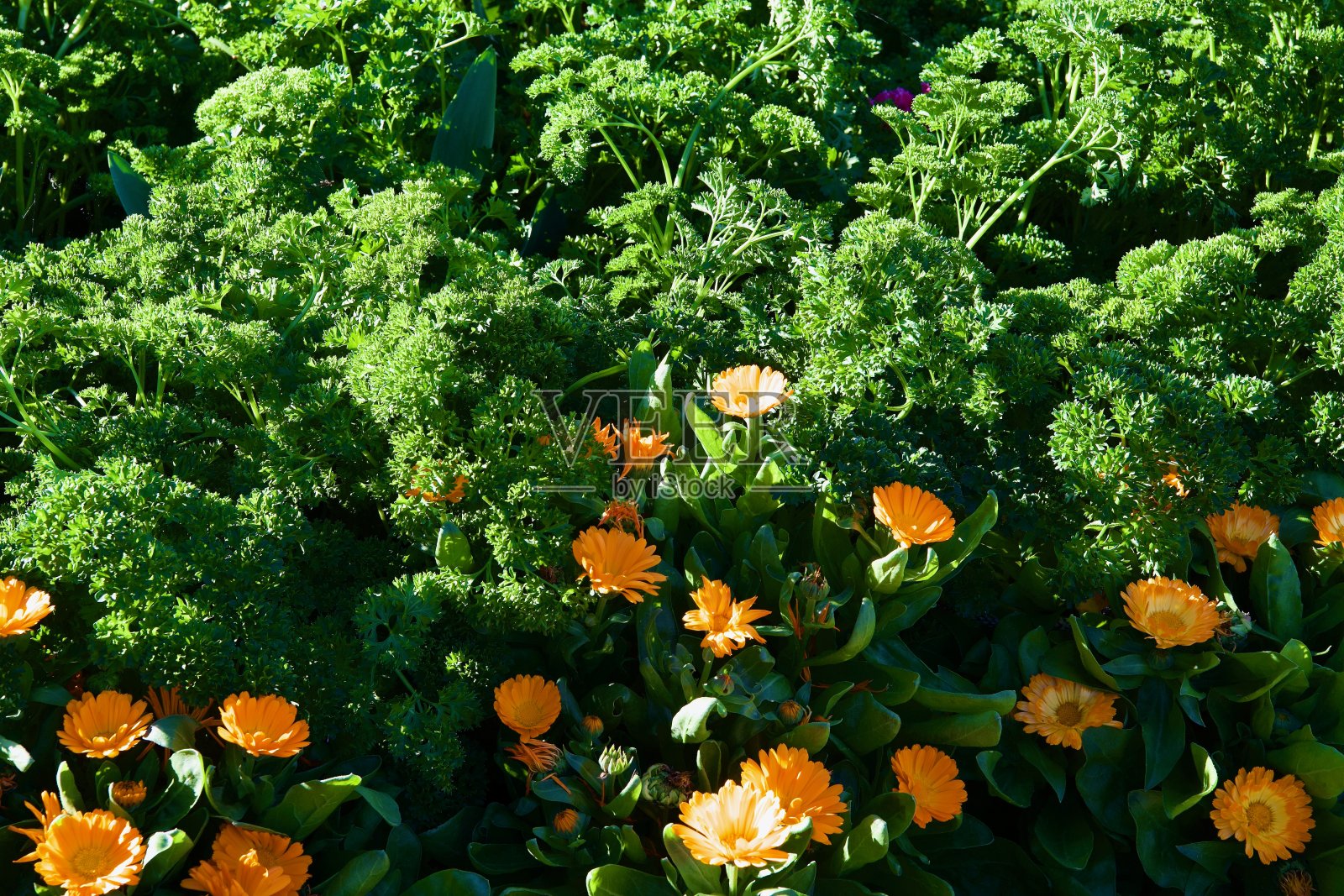 藏红花非洲菊照片摄影图片